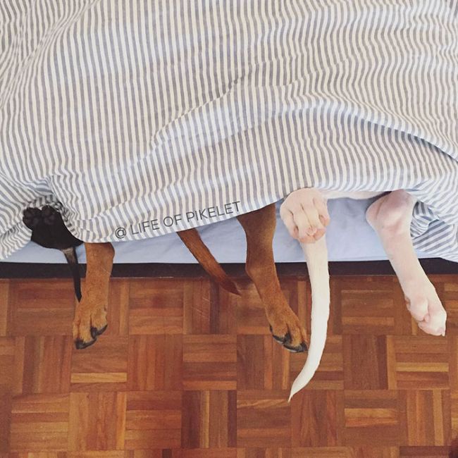 Rescue Dogs Are Now Helping To Rescue Other Dogs (10 pics)