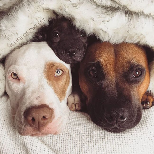 Rescue Dogs Are Now Helping To Rescue Other Dogs (10 pics)