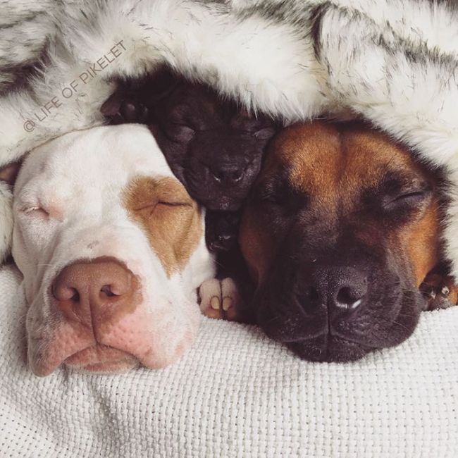 Rescue Dogs Are Now Helping To Rescue Other Dogs (10 pics)