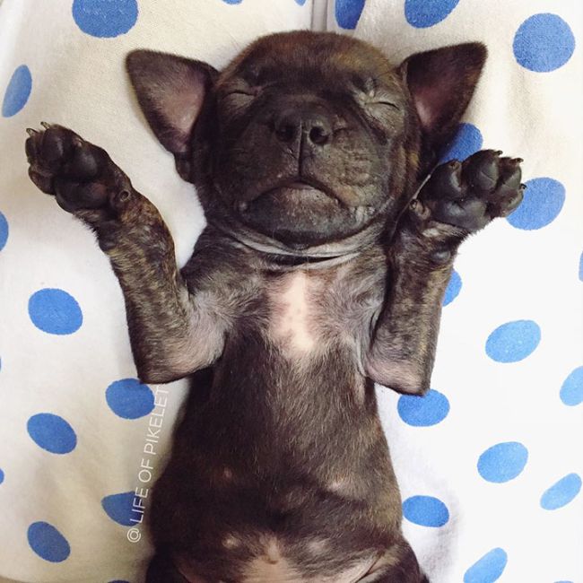 Rescue Dogs Are Now Helping To Rescue Other Dogs (10 pics)