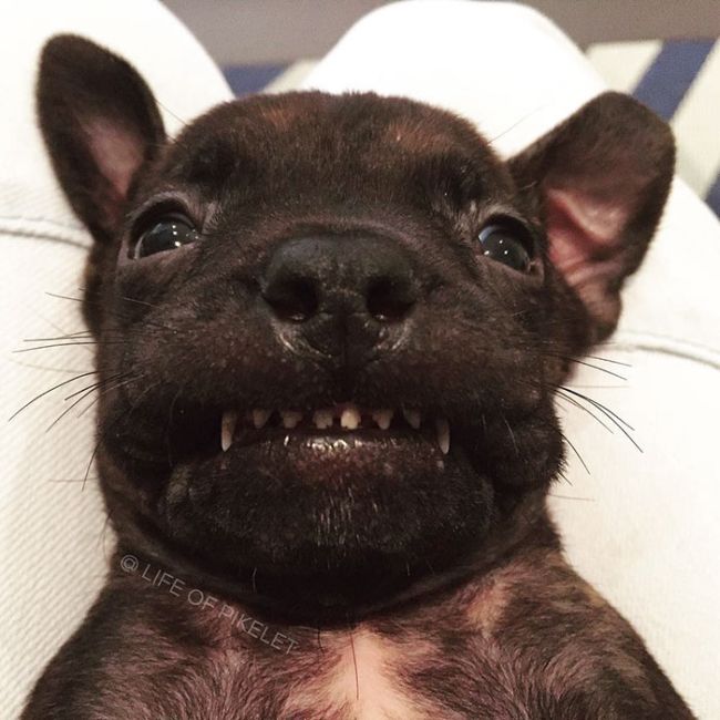 Rescue Dogs Are Now Helping To Rescue Other Dogs (10 pics)