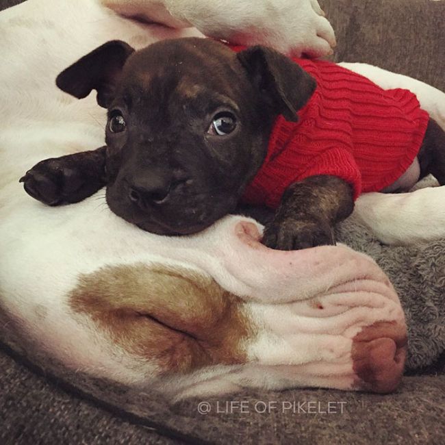 Rescue Dogs Are Now Helping To Rescue Other Dogs (10 pics)