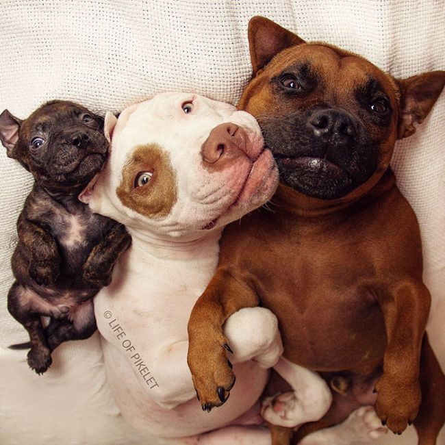 Rescue Dogs Are Now Helping To Rescue Other Dogs (10 pics)