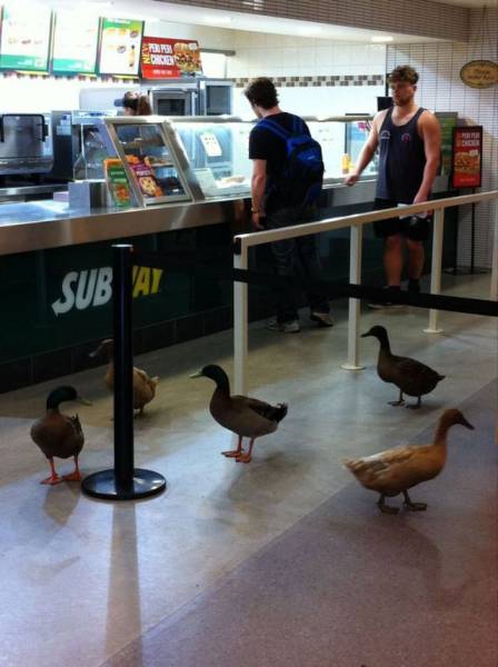 Acid Picdump (101 pics)