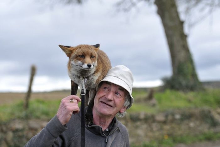 Man Takes In Two Foxes To Keep As Pets (10 pics)