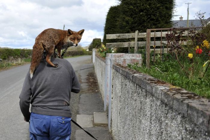 Man Takes In Two Foxes To Keep As Pets (10 pics)
