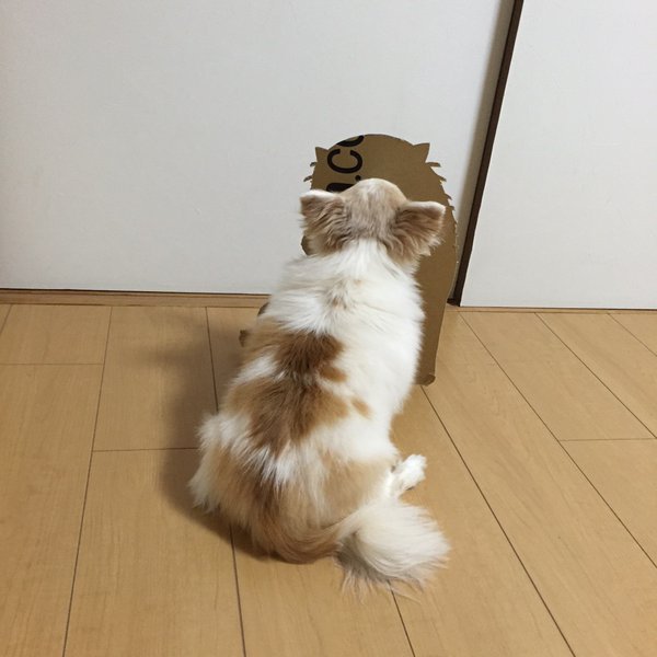This Cardboard Dog Is Not What It Appears To Be (5 pics)