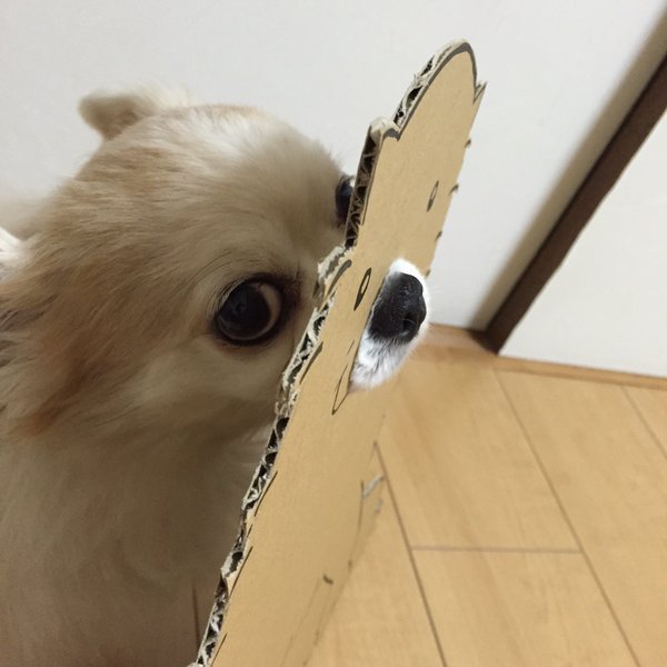 This Cardboard Dog Is Not What It Appears To Be (5 pics)