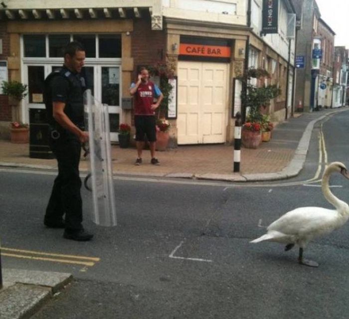 The Metropolitan Police Really Know How To Party (22 pics)