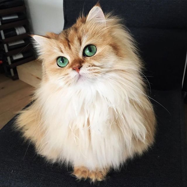 Smoothie Is Instagram's Most Photogenic Cat (10 pics)