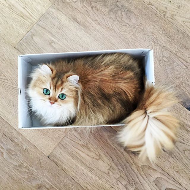 Smoothie Is Instagram's Most Photogenic Cat (10 pics)