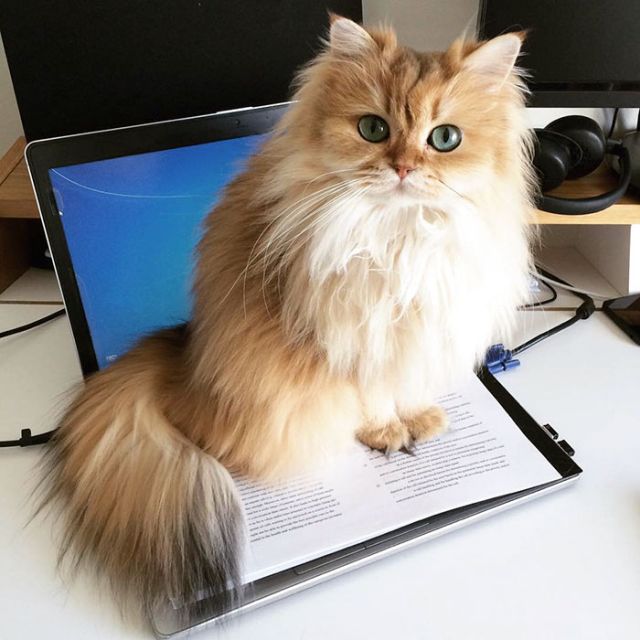 Smoothie Is Instagram's Most Photogenic Cat (10 pics)