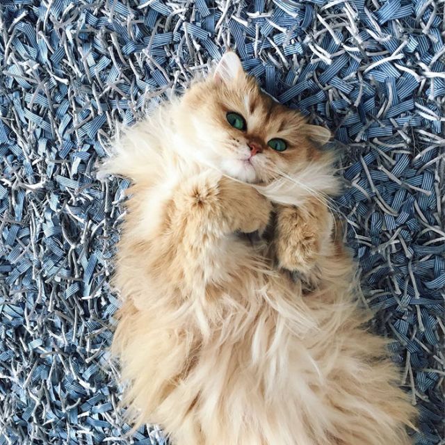 Smoothie Is Instagram's Most Photogenic Cat (10 pics)