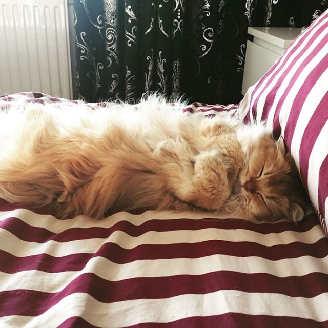 Smoothie Is Instagram's Most Photogenic Cat (10 pics)