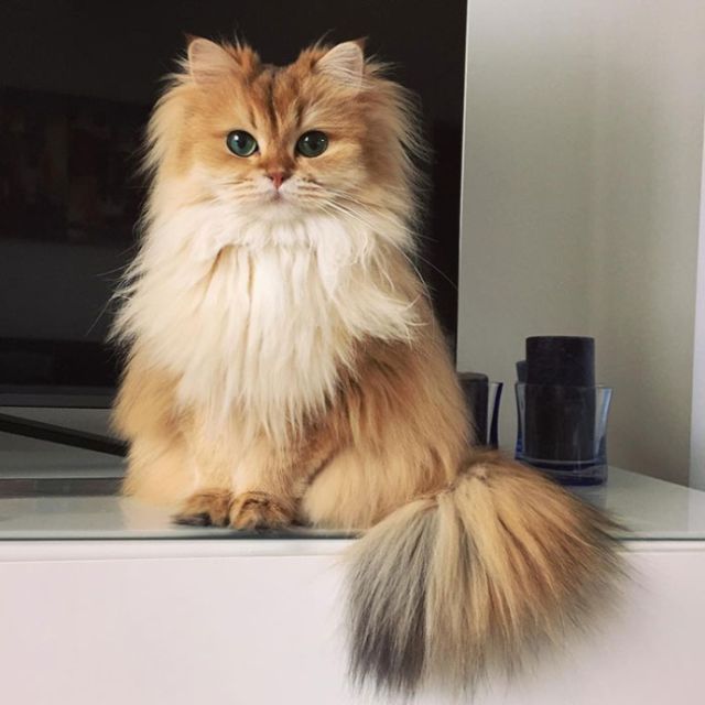 Smoothie Is Instagram's Most Photogenic Cat (10 pics)