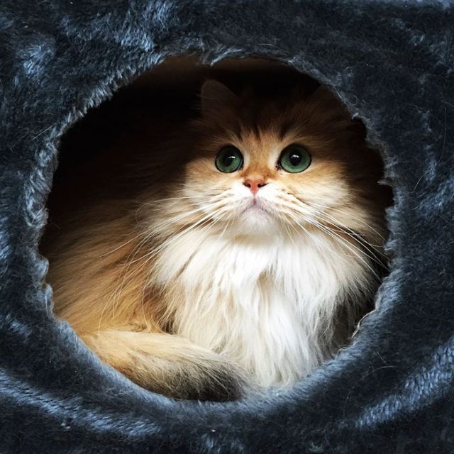 Smoothie Is Instagram's Most Photogenic Cat (10 pics)