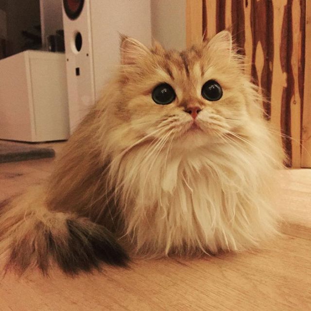 Smoothie Is Instagram's Most Photogenic Cat (10 pics)
