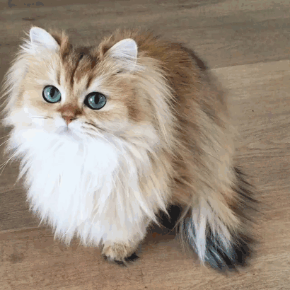 Smoothie Is Instagram's Most Photogenic Cat (10 pics)