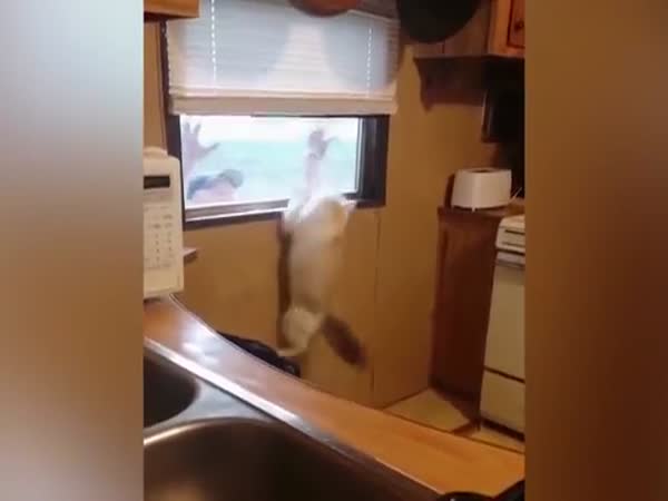 Scared Cat