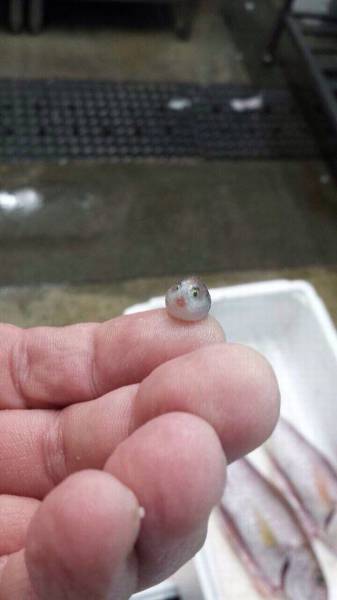 Acid Picdump (96 pics)