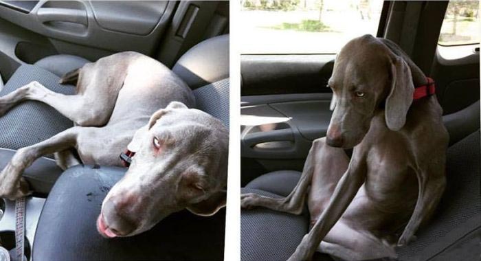 Dog Looks Very Different Before And After Mountain Biking (2 pics)