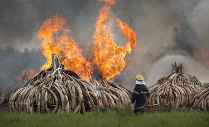 Kenya Is Burning Ivory To Warn Poachers (7 pics)