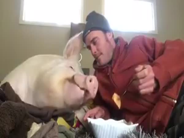 Piggy Eating