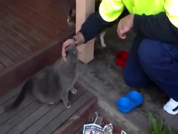 Kitty Makes Funny Noises When You Scratch Its Back