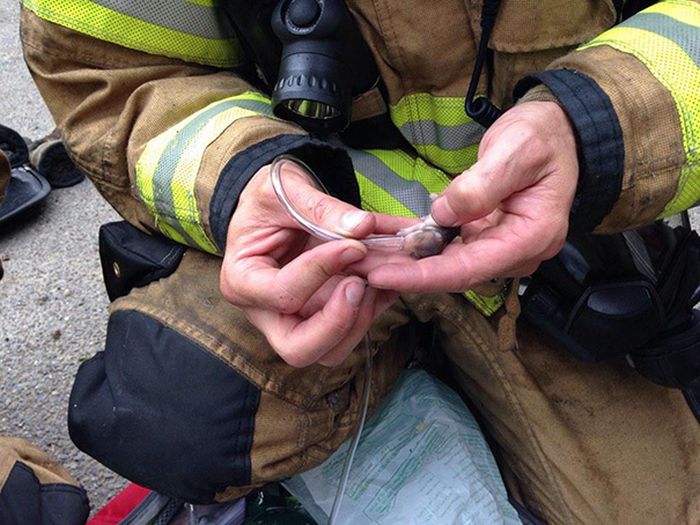 Australian Firefighters Risk Their Lives To Save Animals (30 pics)