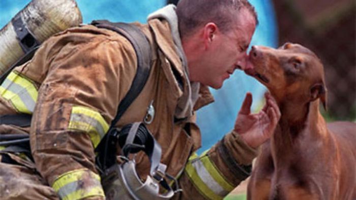 Australian Firefighters Risk Their Lives To Save Animals (30 pics)