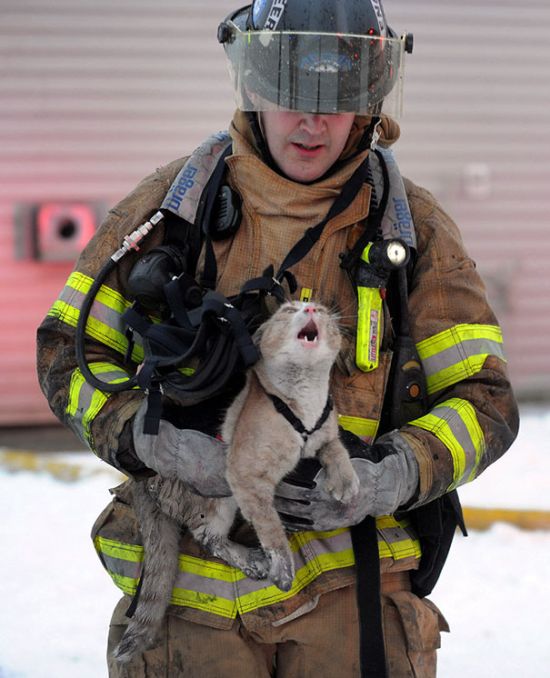 Australian Firefighters Risk Their Lives To Save Animals (30 pics)