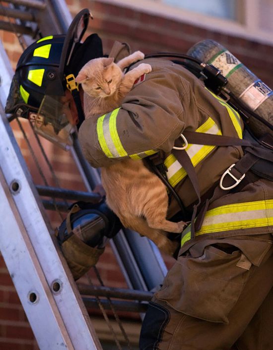 Australian Firefighters Risk Their Lives To Save Animals (30 pics)