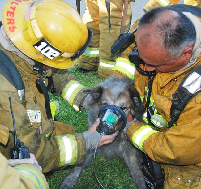 Australian Firefighters Risk Their Lives To Save Animals (30 pics)