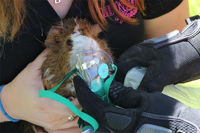 Australian Firefighters Risk Their Lives To Save Animals (30 pics)