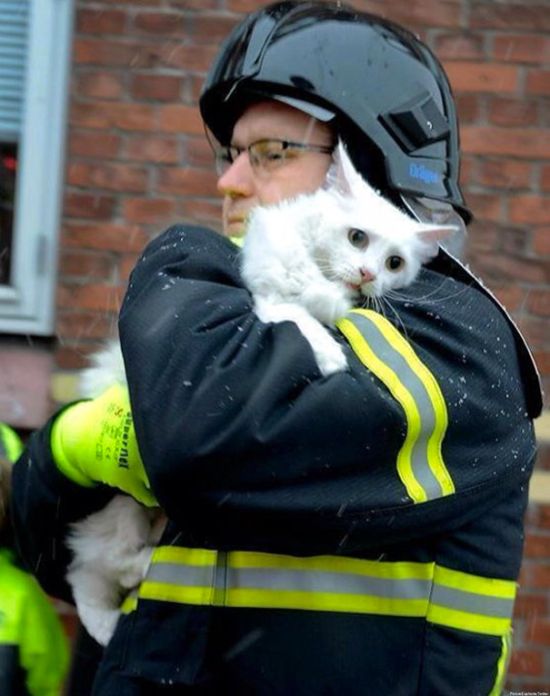 Australian Firefighters Risk Their Lives To Save Animals (30 pics)