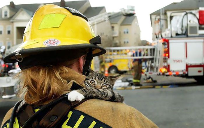 Australian Firefighters Risk Their Lives To Save Animals (30 pics)