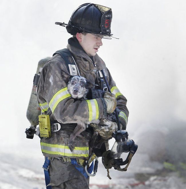 Australian Firefighters Risk Their Lives To Save Animals (30 pics)