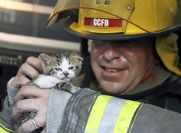 Australian Firefighters Risk Their Lives To Save Animals (30 pics)