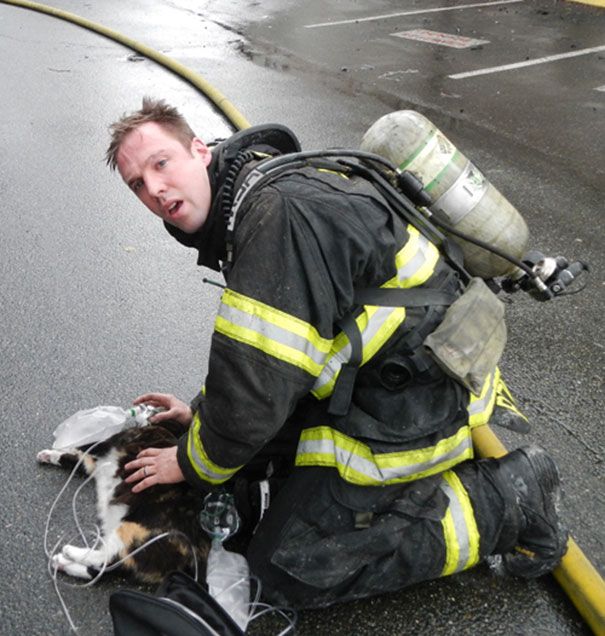 Australian Firefighters Risk Their Lives To Save Animals (30 pics)