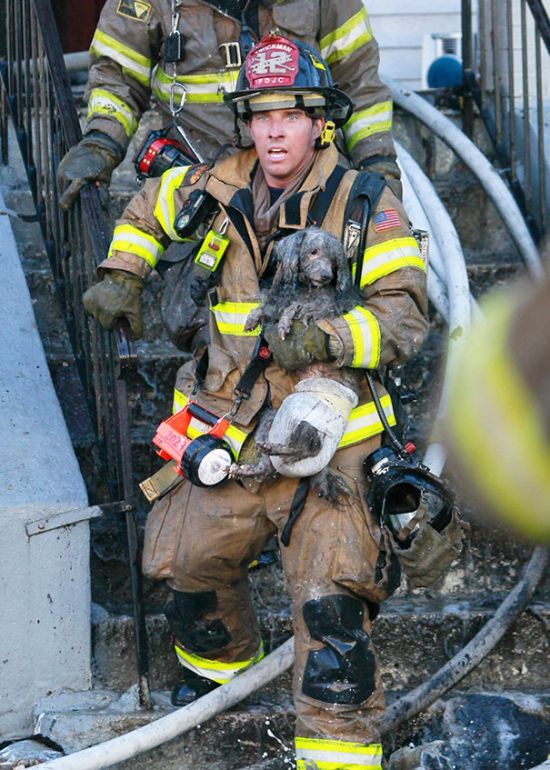 Australian Firefighters Risk Their Lives To Save Animals (30 pics)