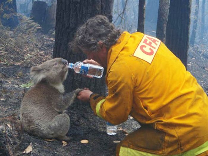 Australian Firefighters Risk Their Lives To Save Animals (30 pics)