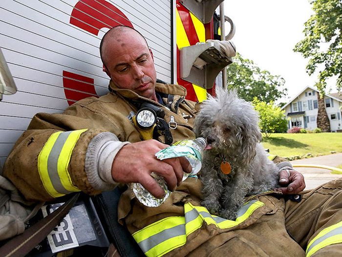 Australian Firefighters Risk Their Lives To Save Animals (30 pics)