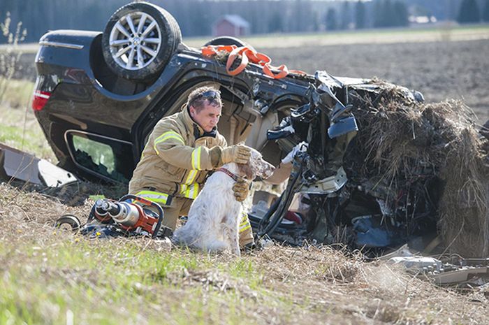 Australian Firefighters Risk Their Lives To Save Animals (30 pics)