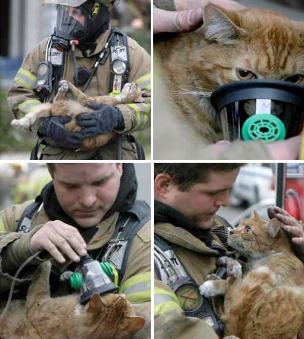 Australian Firefighters Risk Their Lives To Save Animals (30 pics)