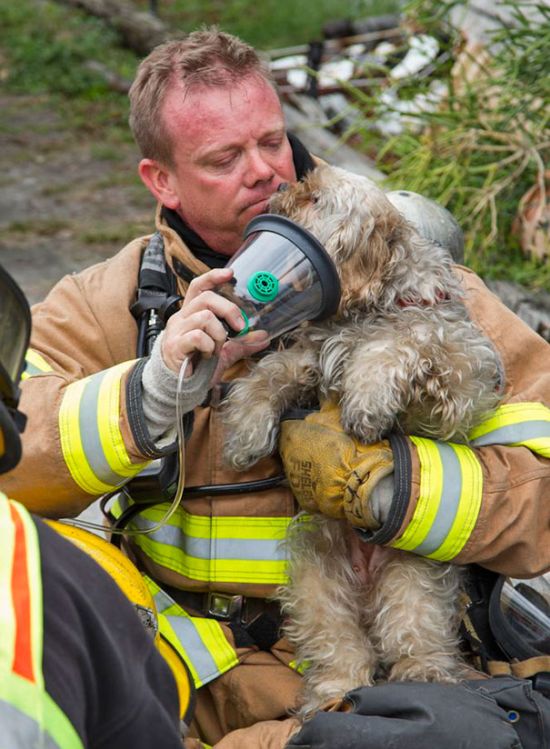 Australian Firefighters Risk Their Lives To Save Animals (30 pics)