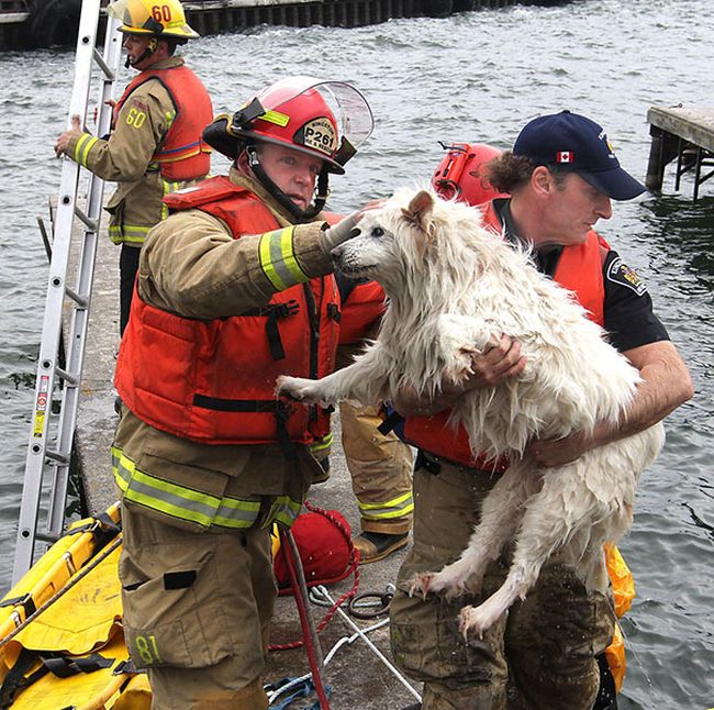 Australian Firefighters Risk Their Lives To Save Animals (30 pics)