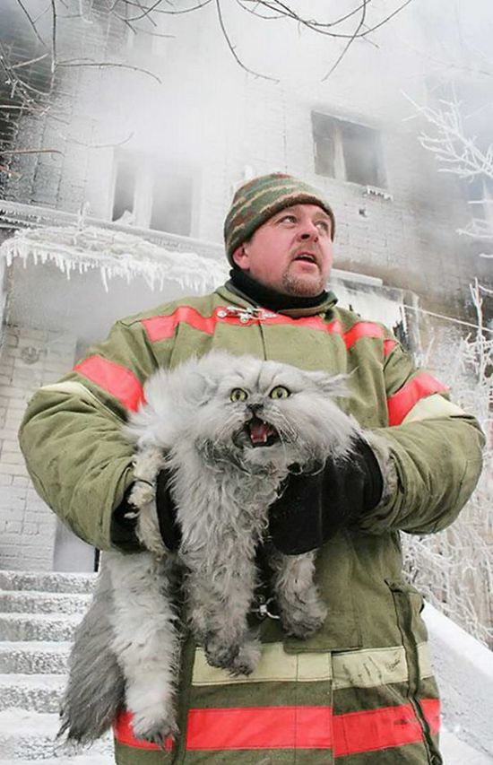 Australian Firefighters Risk Their Lives To Save Animals (30 pics)