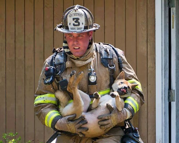 Australian Firefighters Risk Their Lives To Save Animals (30 pics)