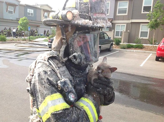 Australian Firefighters Risk Their Lives To Save Animals (30 pics)