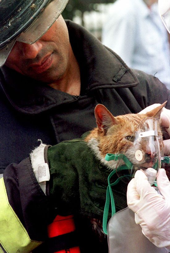 Australian Firefighters Risk Their Lives To Save Animals (30 pics)